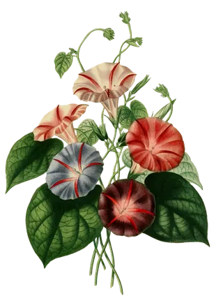 复古手绘植物花卉插画 免抠