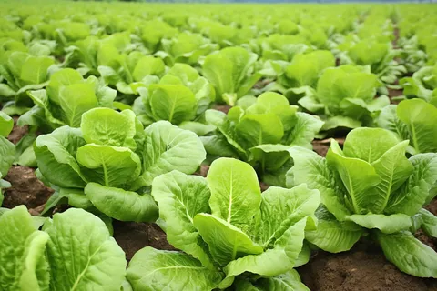 菜园里种植的青菜摄影图 菜园里种植的青菜摄影图
