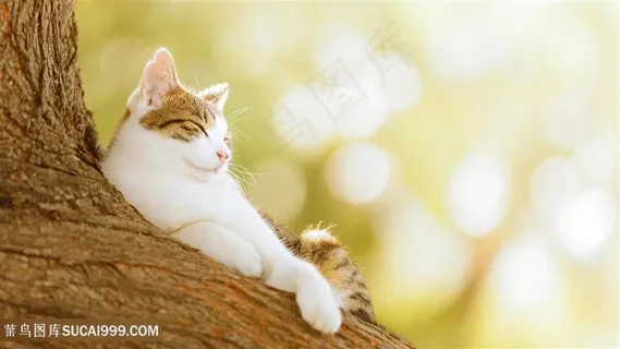树杈上的肥猫咪图片