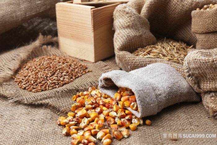 五谷杂粮之玉米小麦图片