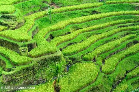 美丽梯田风光高清图片