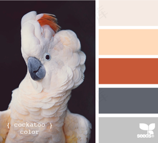 家禽鸟类配色色卡色彩搭配