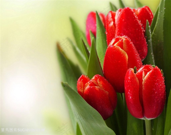 唯美红色郁金香高清图片