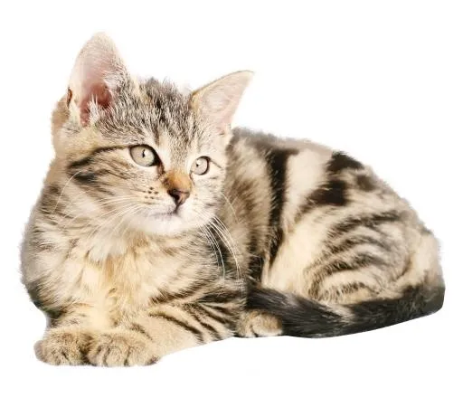猫 PNG免抠(2232x1920)