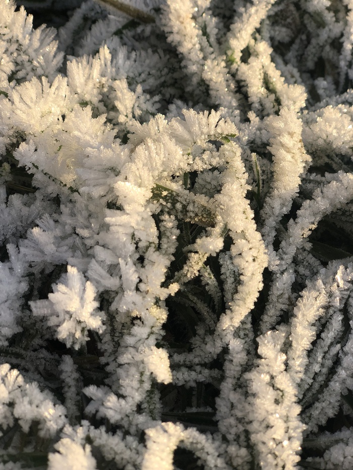 弗罗斯特, 霜, 自然, 水晶, 雪花弗罗斯特 霜 自然 水晶 雪花