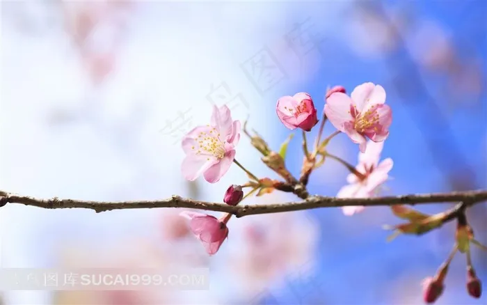 枝头静静开放的粉白色梅花