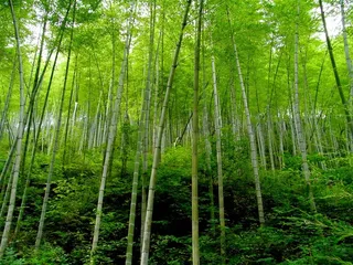 竹子竹林高清风景图片