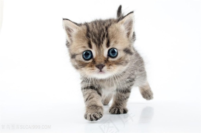 走过来的小猫咪图片