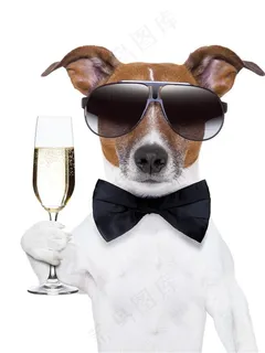 拿香槟的可爱狗狗图片