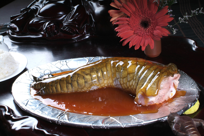 XCXC0965鳄鱼掌捞饭