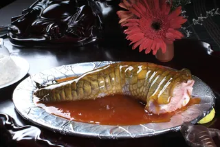 XCXC0965鳄鱼掌捞饭