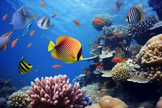 海洋珊瑚鱼美丽的海洋世界摄影图