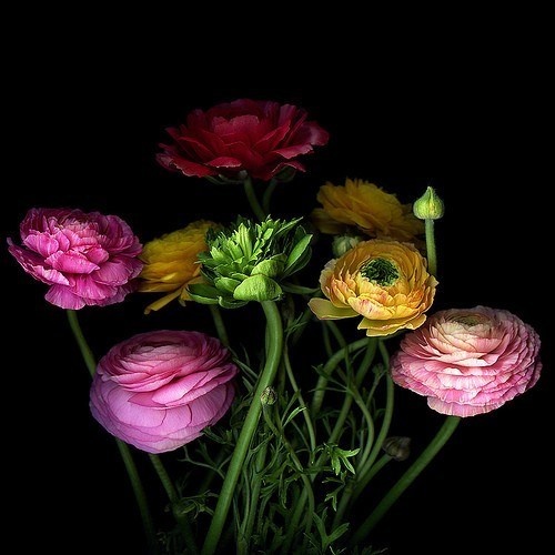 色彩缤纷的鲜花花卉图片