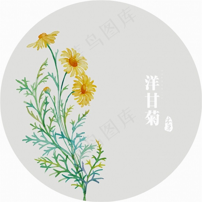 插画植物花洋甘菊