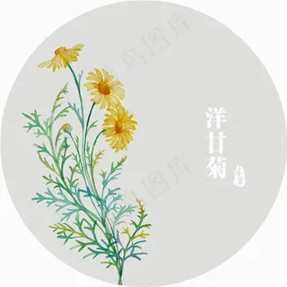 插画植物花洋甘菊