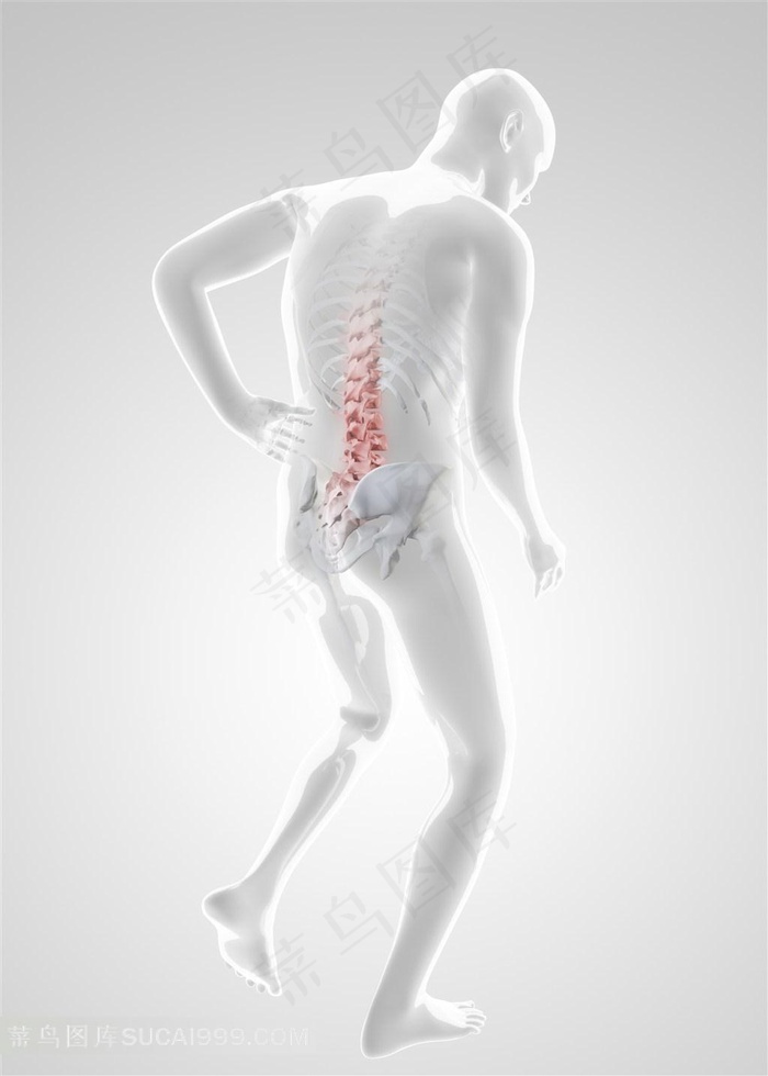 人体腰椎劲椎广告