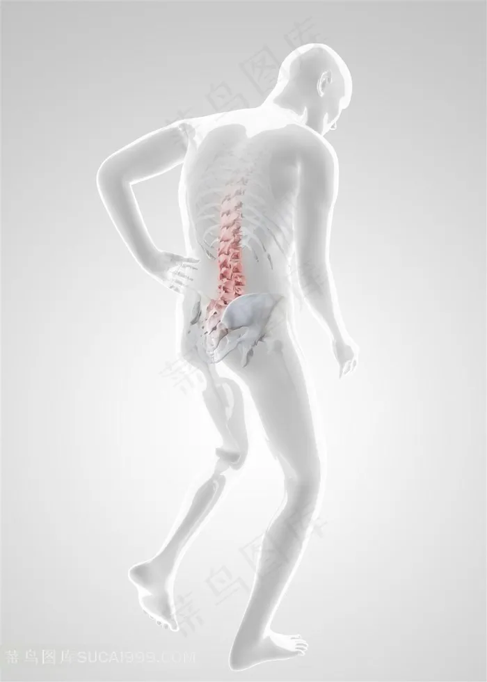 人体腰椎劲椎广告