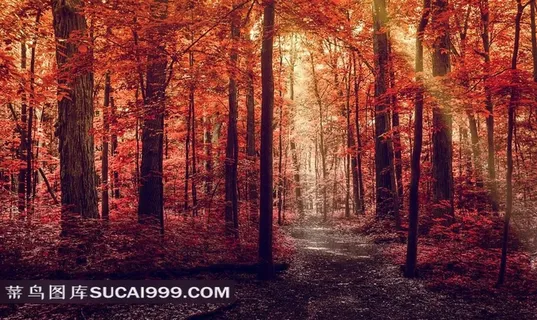 静宜园香山红叶写真图