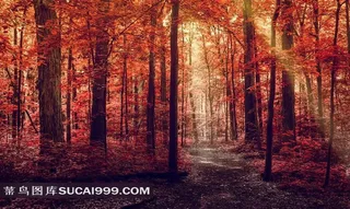 静宜园香山红叶写真图