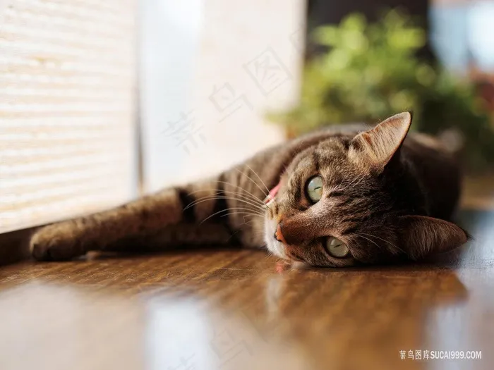 趴在地上看前面的猫咪图片