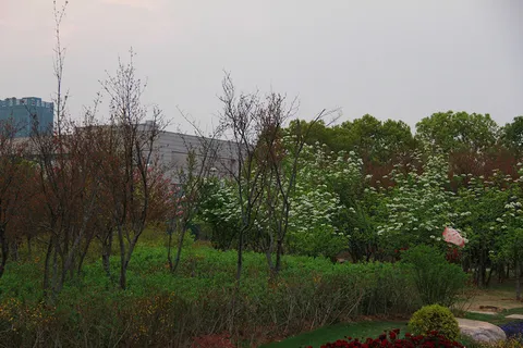 公园树木花草白花