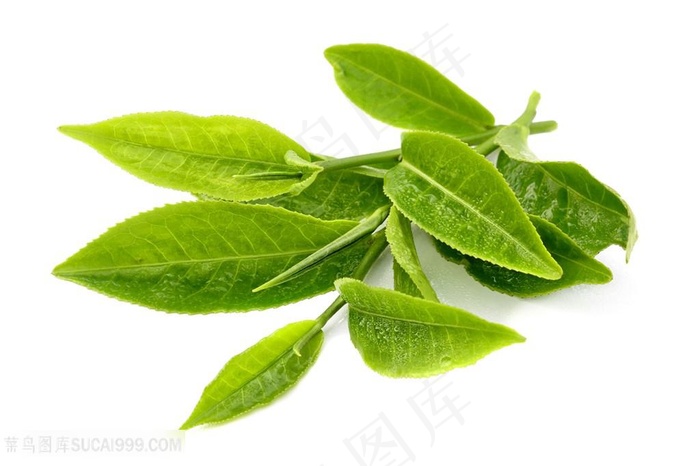 绿色茶叶高清图片