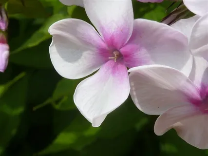 唯美鲜花兰花素材图片 唯美鲜花兰花素材图片