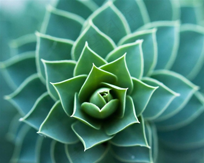 多肉植物叶片环状特写图片