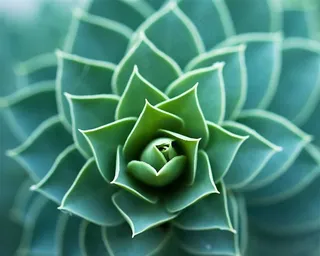 多肉植物叶片环状特写图片