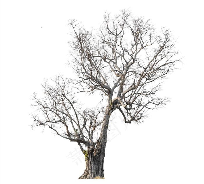 美丽的树枝树木素材