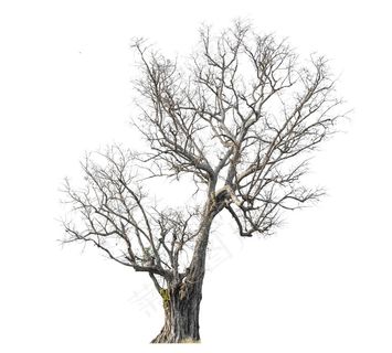 美丽的树枝树木素材