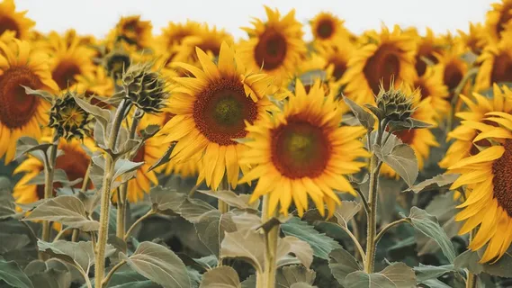 黄色向日葵摄影素材