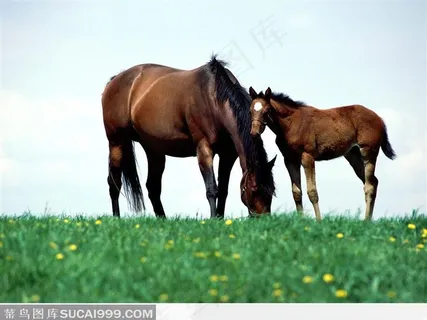 草地上的母子马匹 高清图片