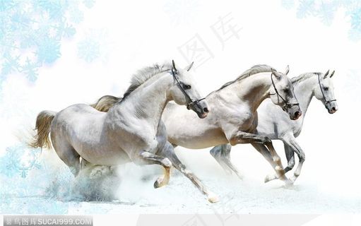 三匹正在奔腾的白色骏马图片 三匹正在奔腾的白色骏马图片