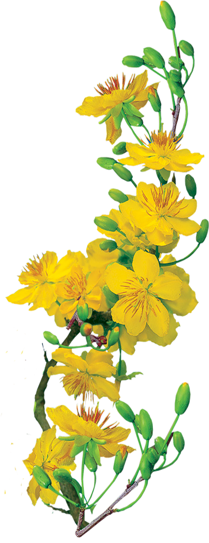 花朵绿植黄花