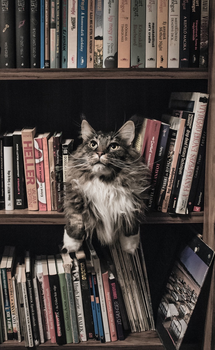 可爱猫咪猫猫摄影素材