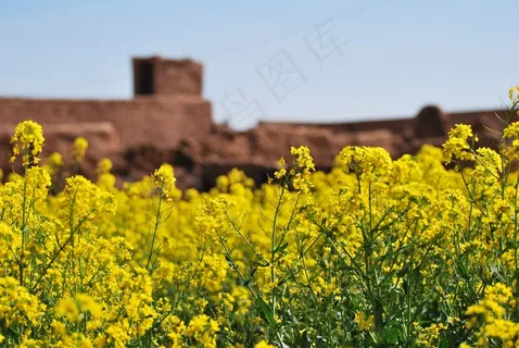油菜花田图片 油菜花田图片