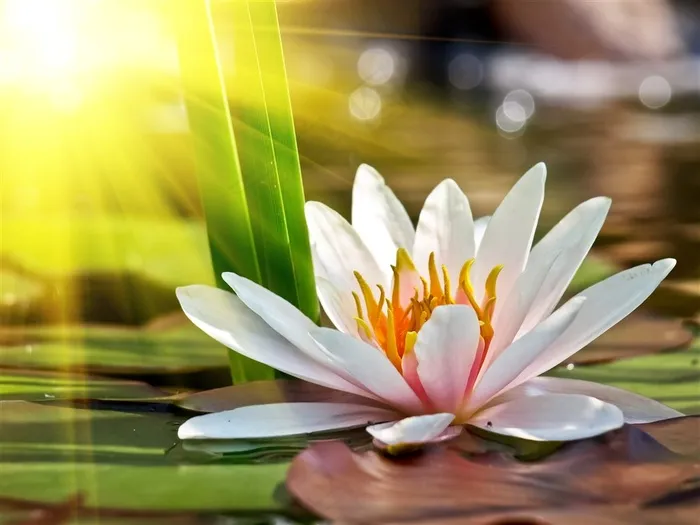 阳光下的白莲花鲜花图片
