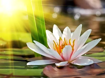 阳光下的白莲花鲜花图片 阳光下的白莲花鲜花图片