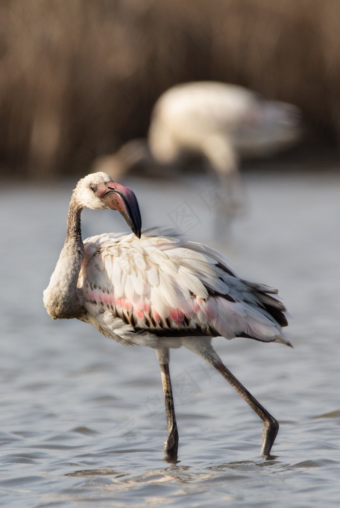 白色火烈鸟图片