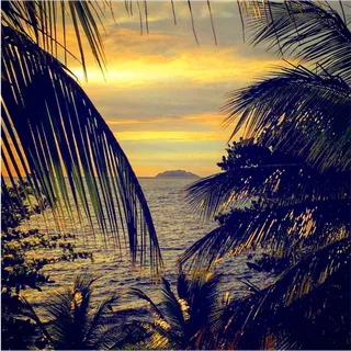 落日余晖海边椰子树