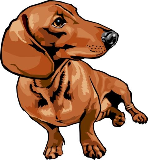 腊肠犬 PNG免抠(652x700)