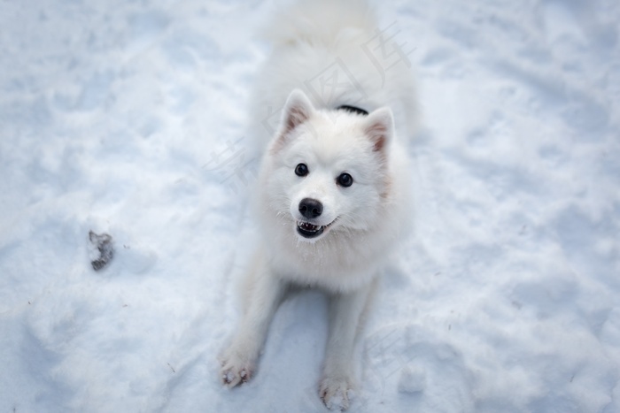 冬天, 雪, 冰冷的, 寒冷的, 可爱的, 动物, 狗