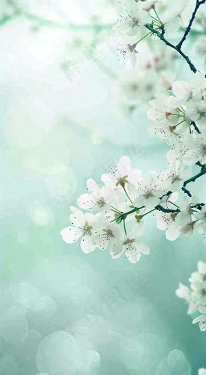 春天开满枝头的白色樱花花朵立春惊蛰春分摄影图