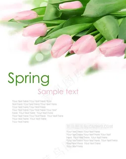 粉红色郁金香花朵微距摄影高清图片 粉红色郁金香花朵微距摄影高清图片