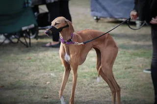 法老王猎犬图片