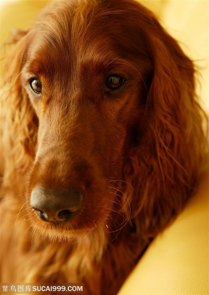 可爱狗狗-棕色的大型犬头部特写