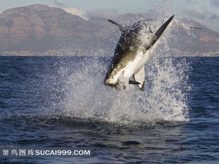 海洋中跳起的鲨鱼