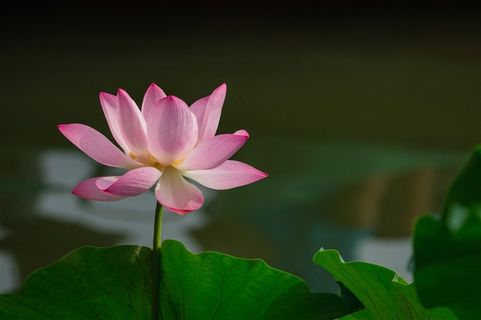 荷叶衬托着一朵粉色荷花