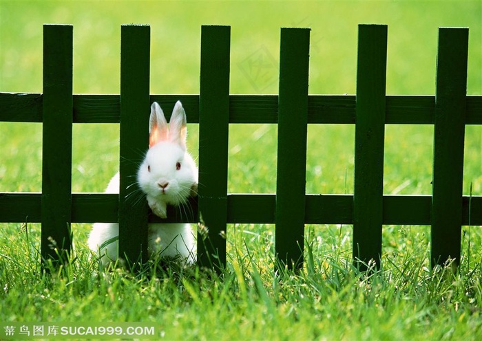 动物造型-在草地上趴在木栏杆上伸出脑袋的白色兔子